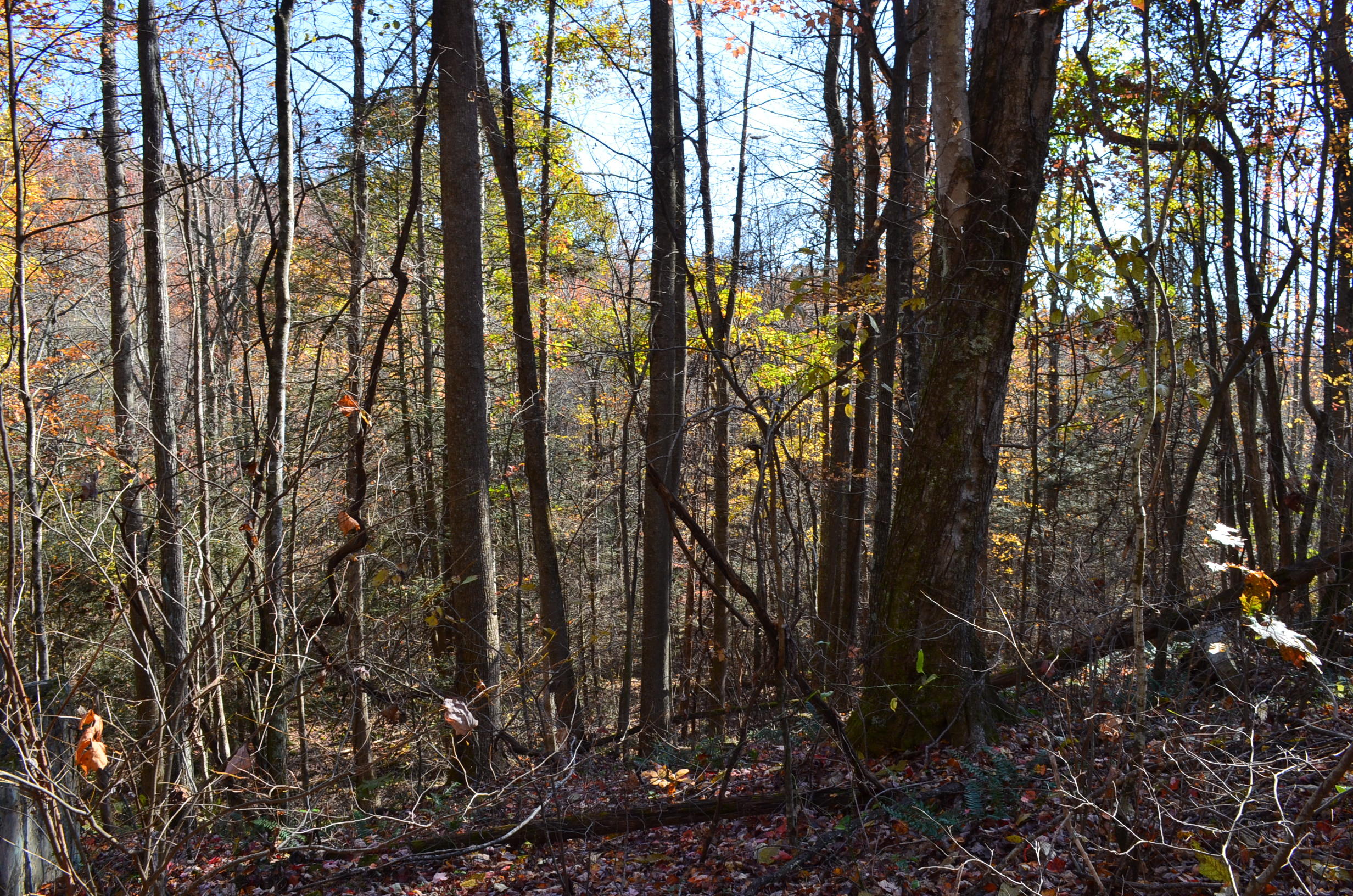 0 East Short Mountain Road Sneedville, TN 37869 - Photo 12 of 16 DSC_0398