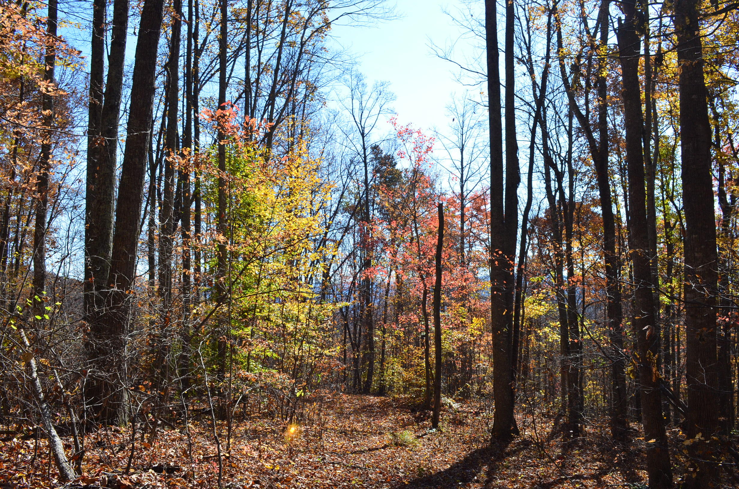 0 East Short Mountain Road Sneedville, TN 37869 - Photo 16 of 16 DSC_0408