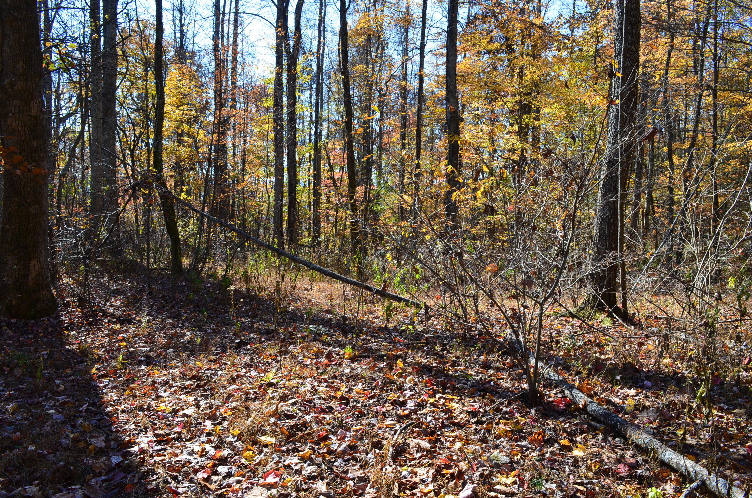 0 East Short Mountain Road Sneedville, TN 37869 - Photo 8 of 16 DSC_0393