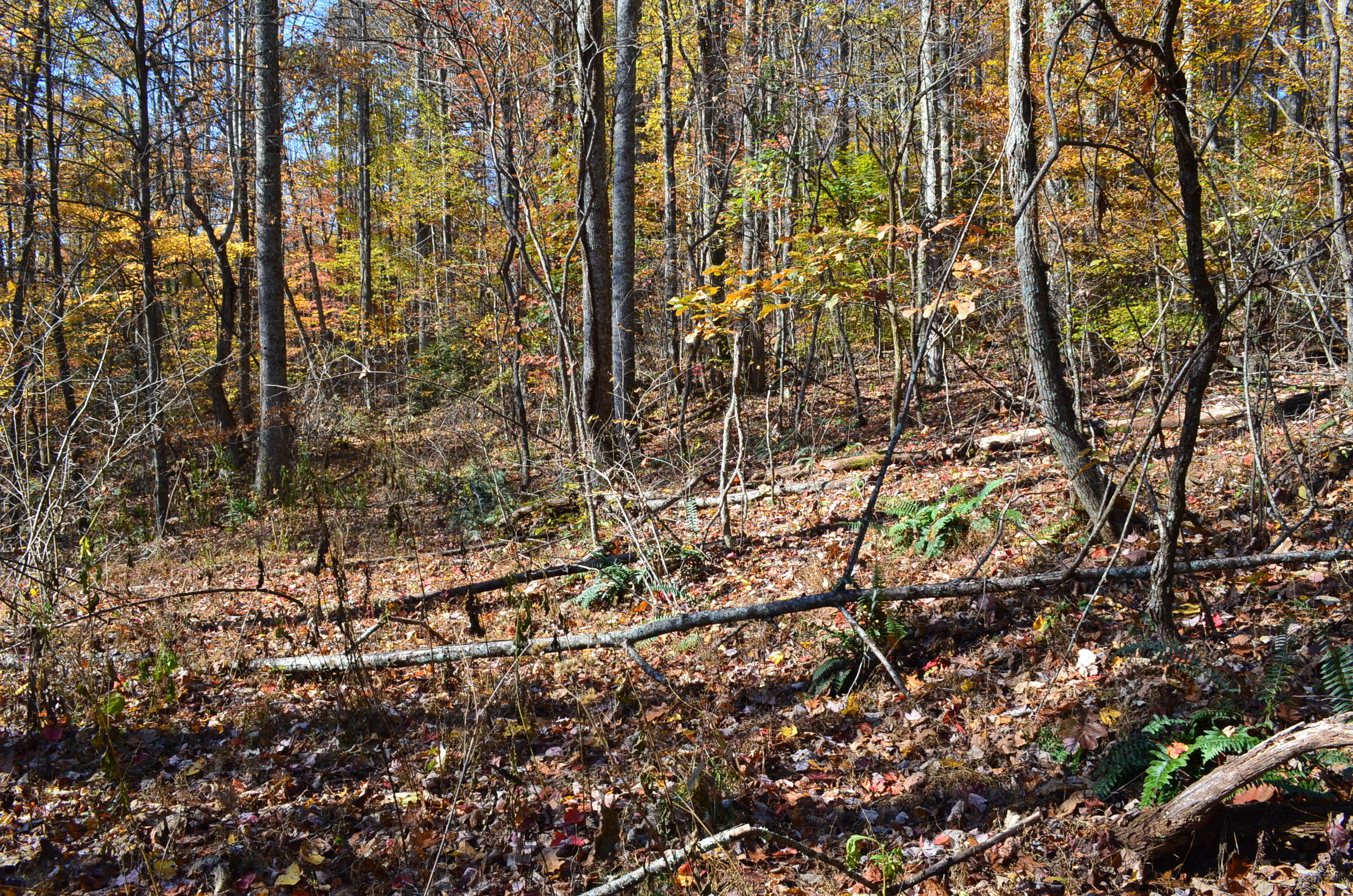 0 East Short Mountain Road Sneedville, TN 37869 - Photo 9 of 16 DSC_0394