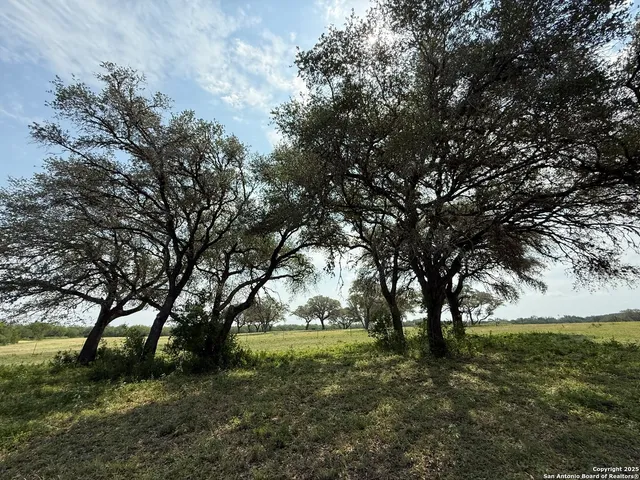 a view of a tree in a park