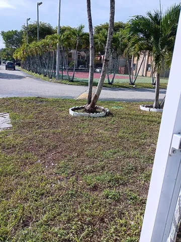 a view of a park with palm trees