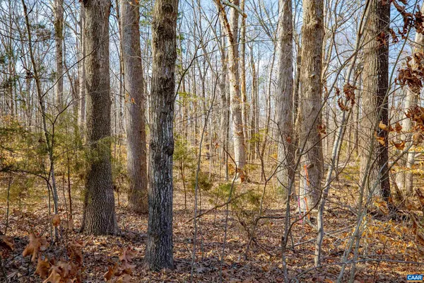 a view of a yard with plants and trees