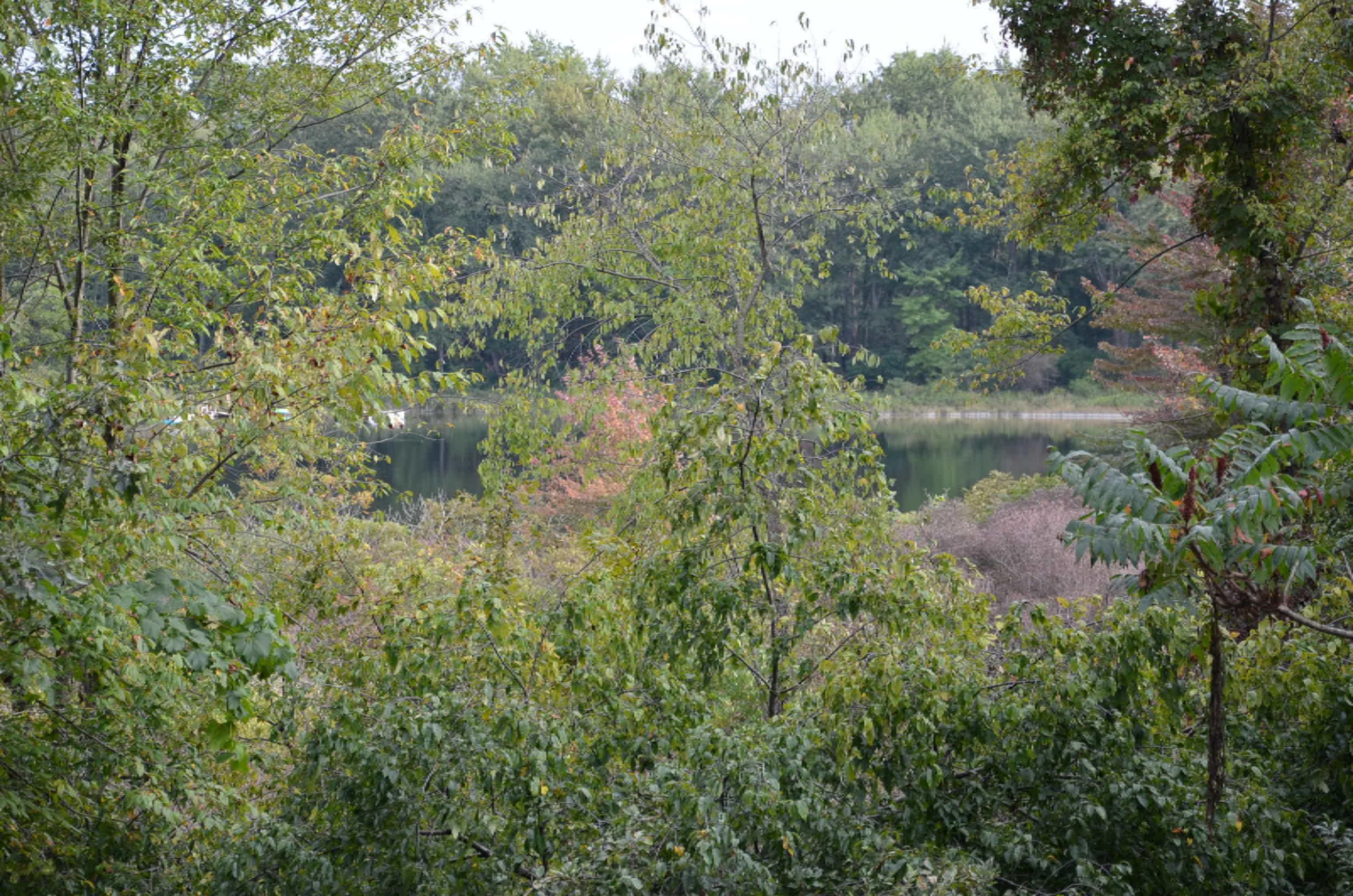 Greenfield Road Bronson, MI 49028 - Photo 4 of 14 DSC_2943