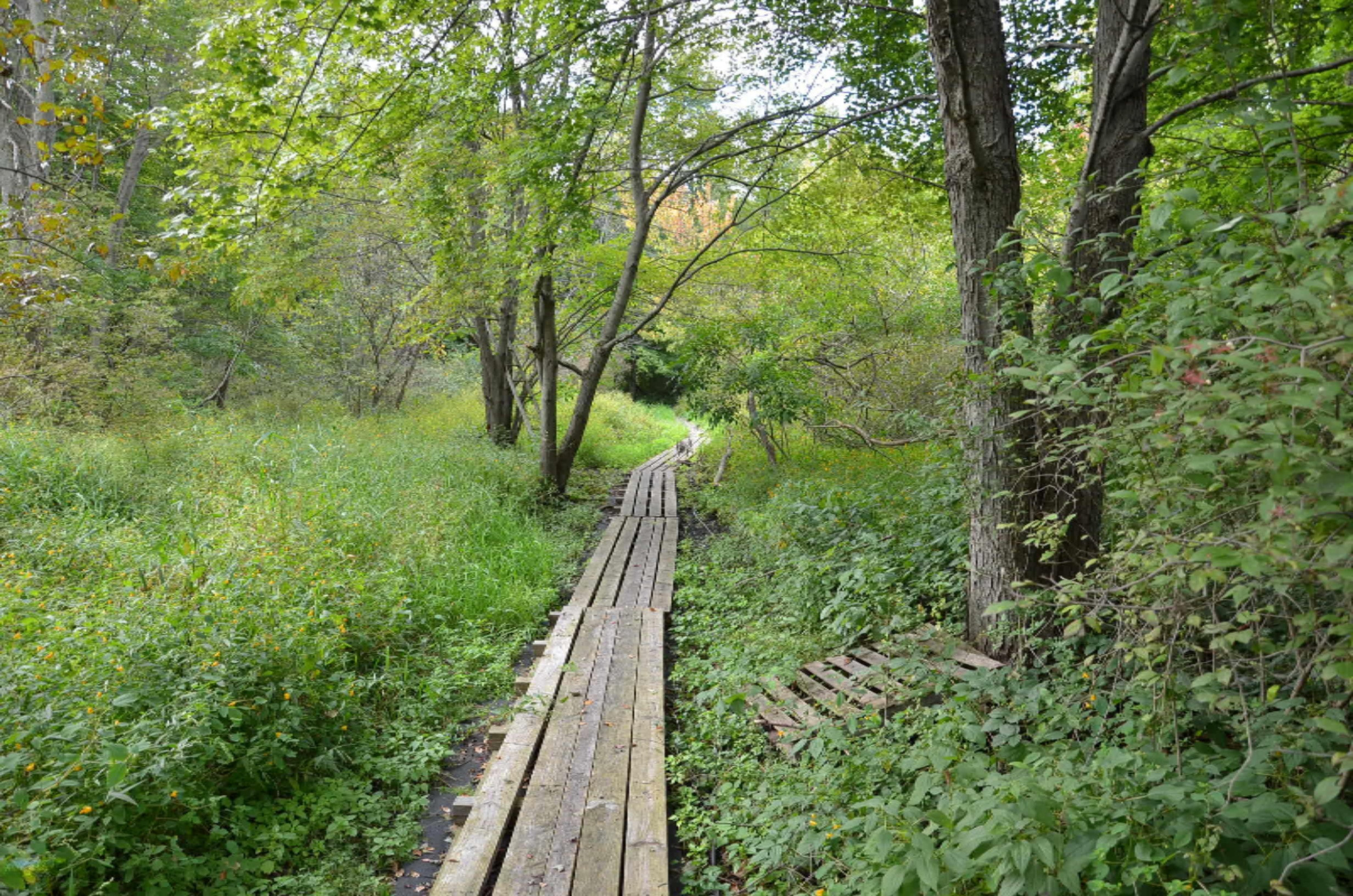Greenfield Road Bronson, MI 49028 - Photo 6 of 14 DSC_2928