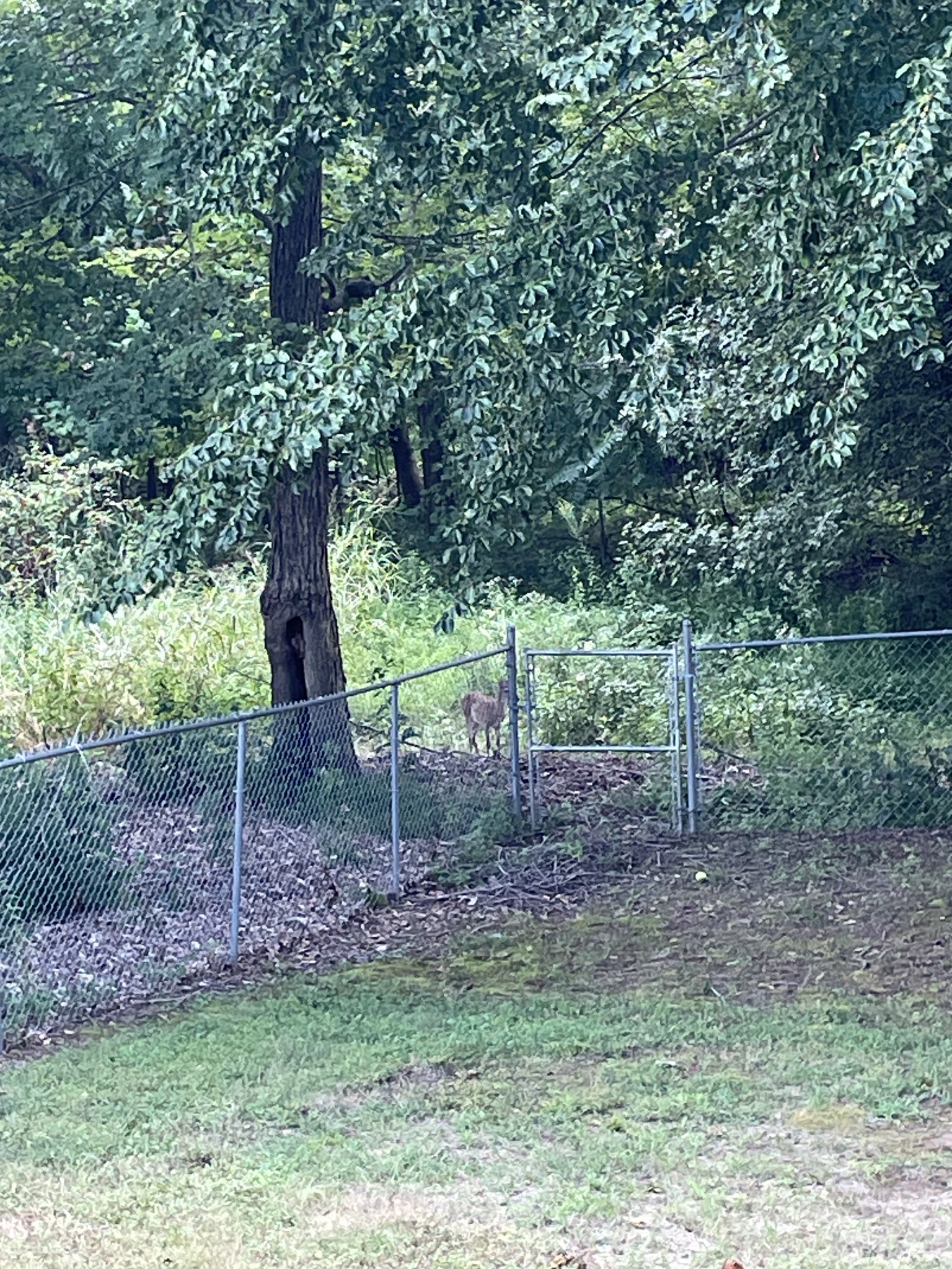 1760 Hazelwood Road Clarksville, TN 37040 - Photo 34 of 34 a backyard of a house with lots of plants and seating