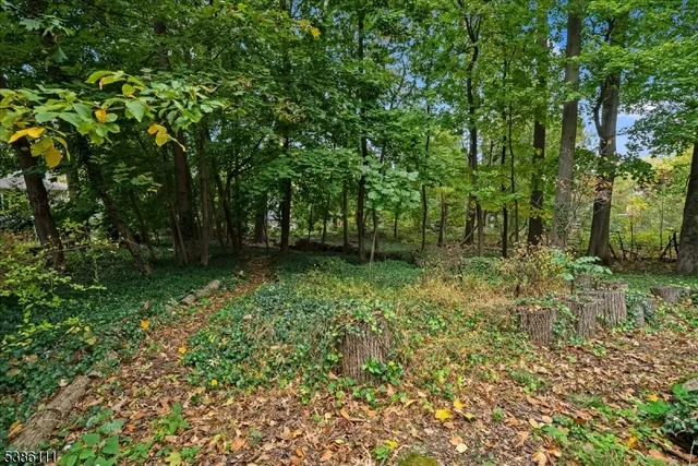 a view of a lush green forest
