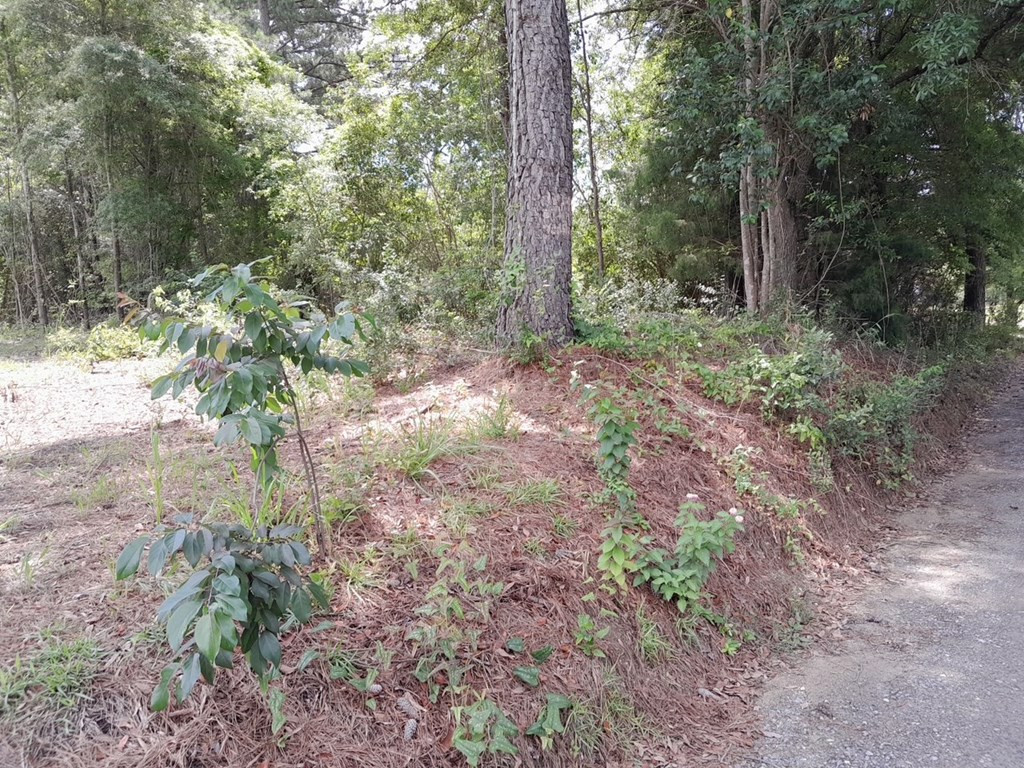 0 East Macs Landing Road, Unit TRACT C Pineville, SC 29468 - Photo 4 of 4 Photo 4
