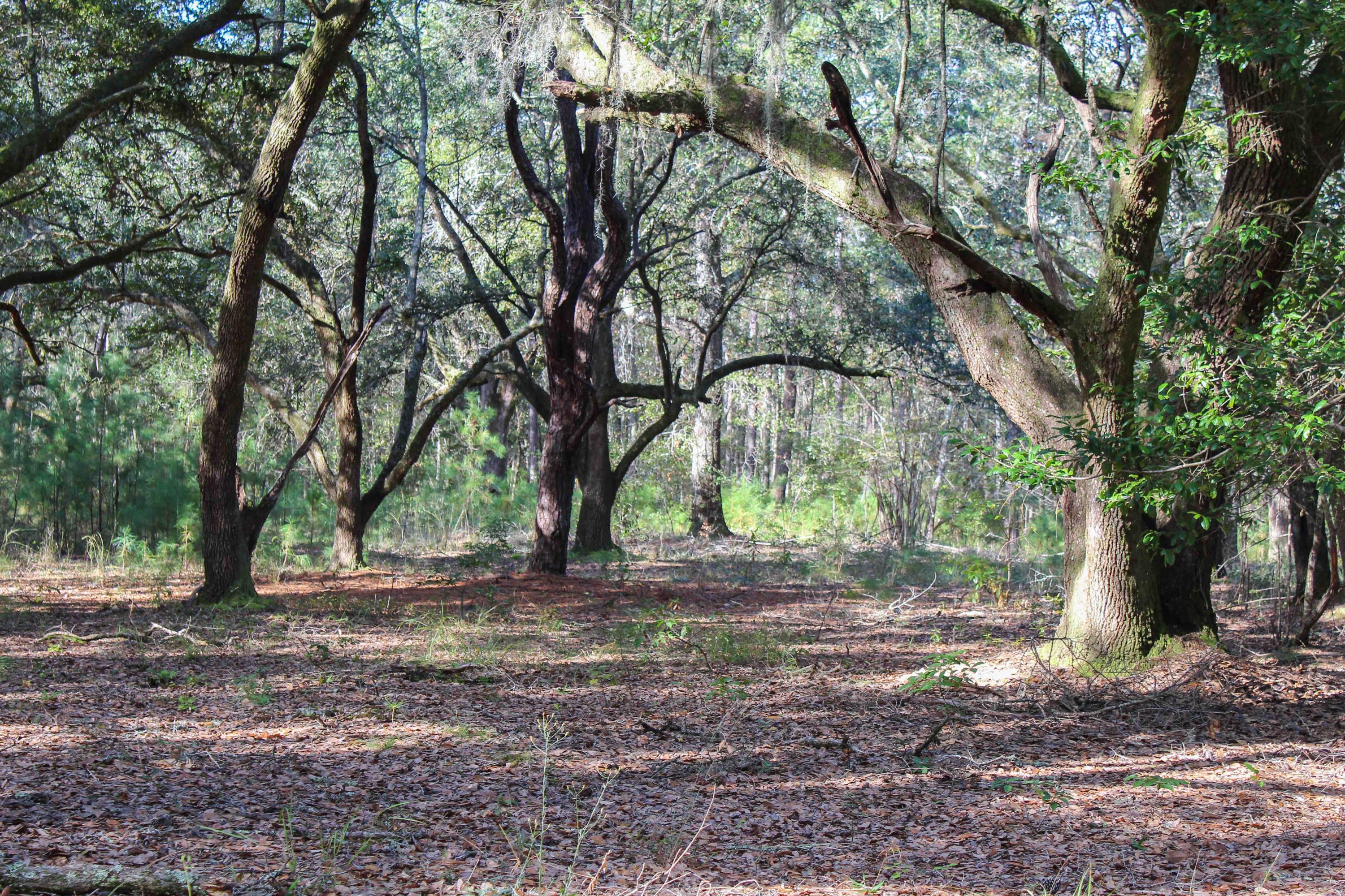 1268 Charity Church Road Huger, SC 29450 - Photo 14 of 17 grand trees