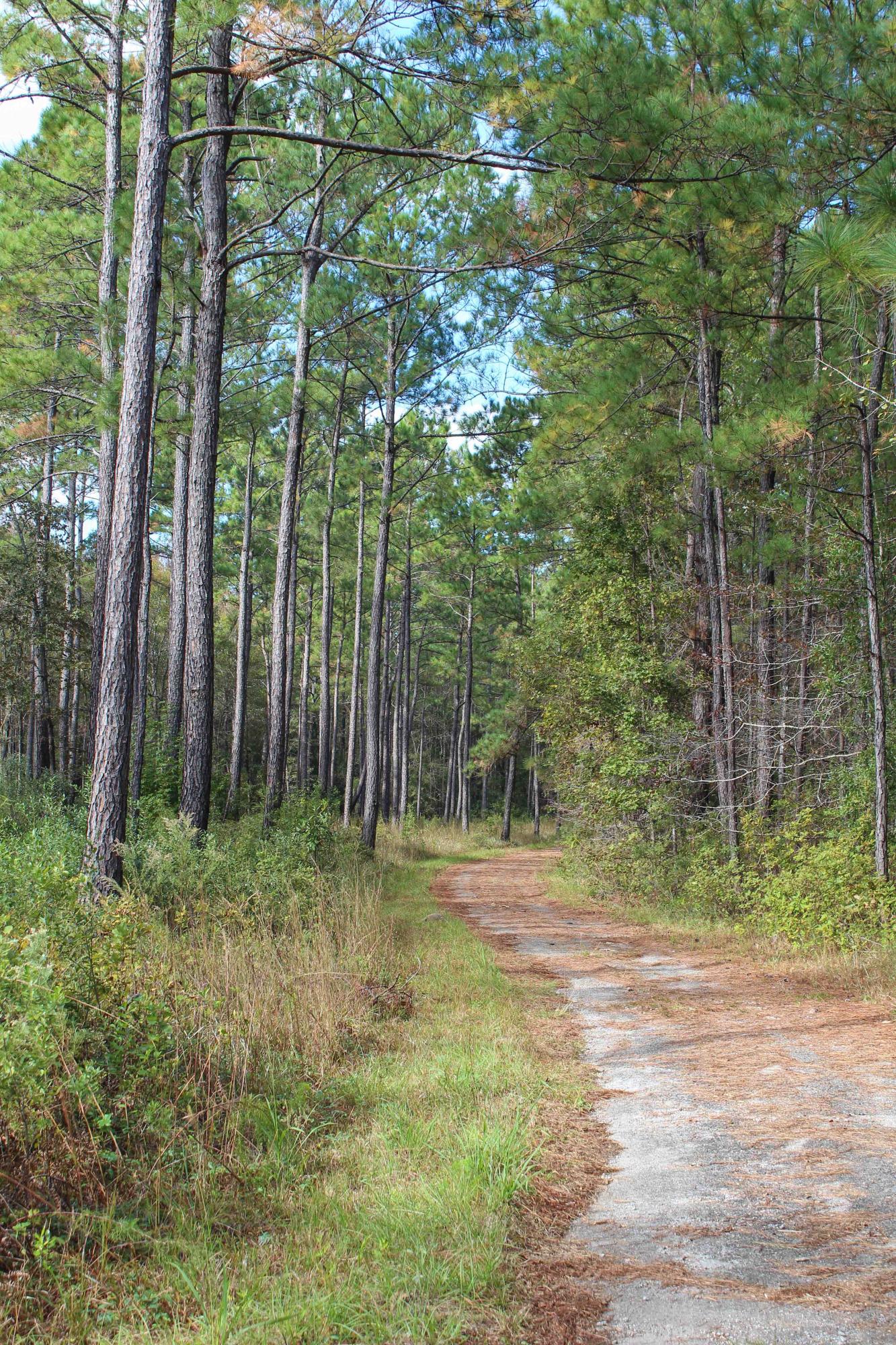 1268 Charity Church Road Huger, SC 29450 - Photo 15 of 17 internal road 2