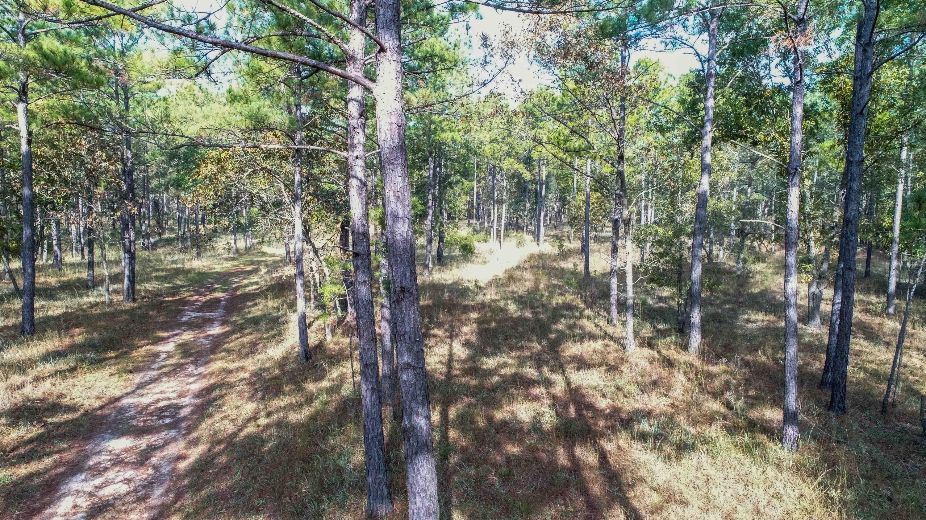 1268 Charity Church Road Huger, SC 29450 - Photo 17 of 17 pines aerial