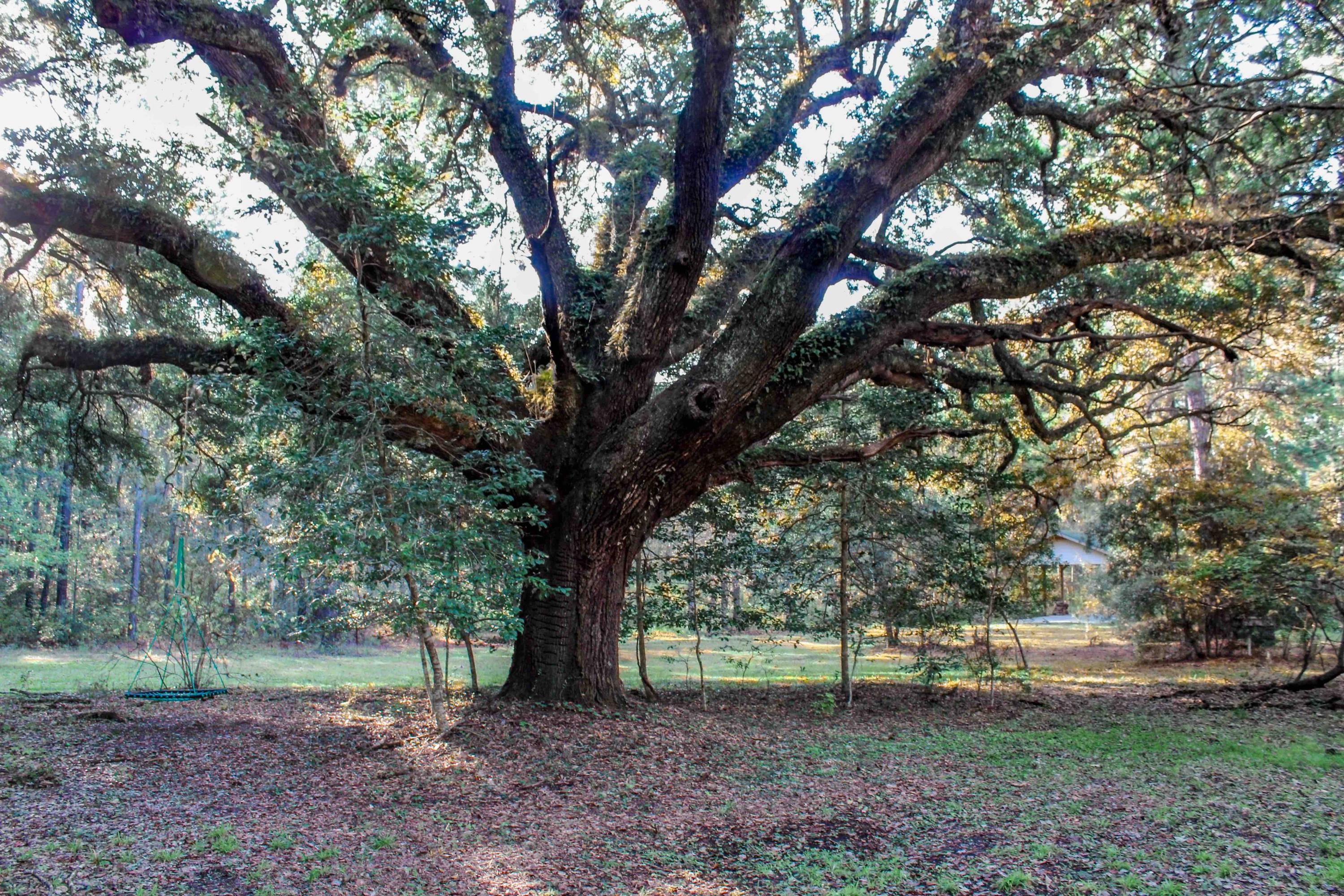 1268 Charity Church Road Huger, SC 29450 - Photo 7 of 17 Grand Oak at cabin