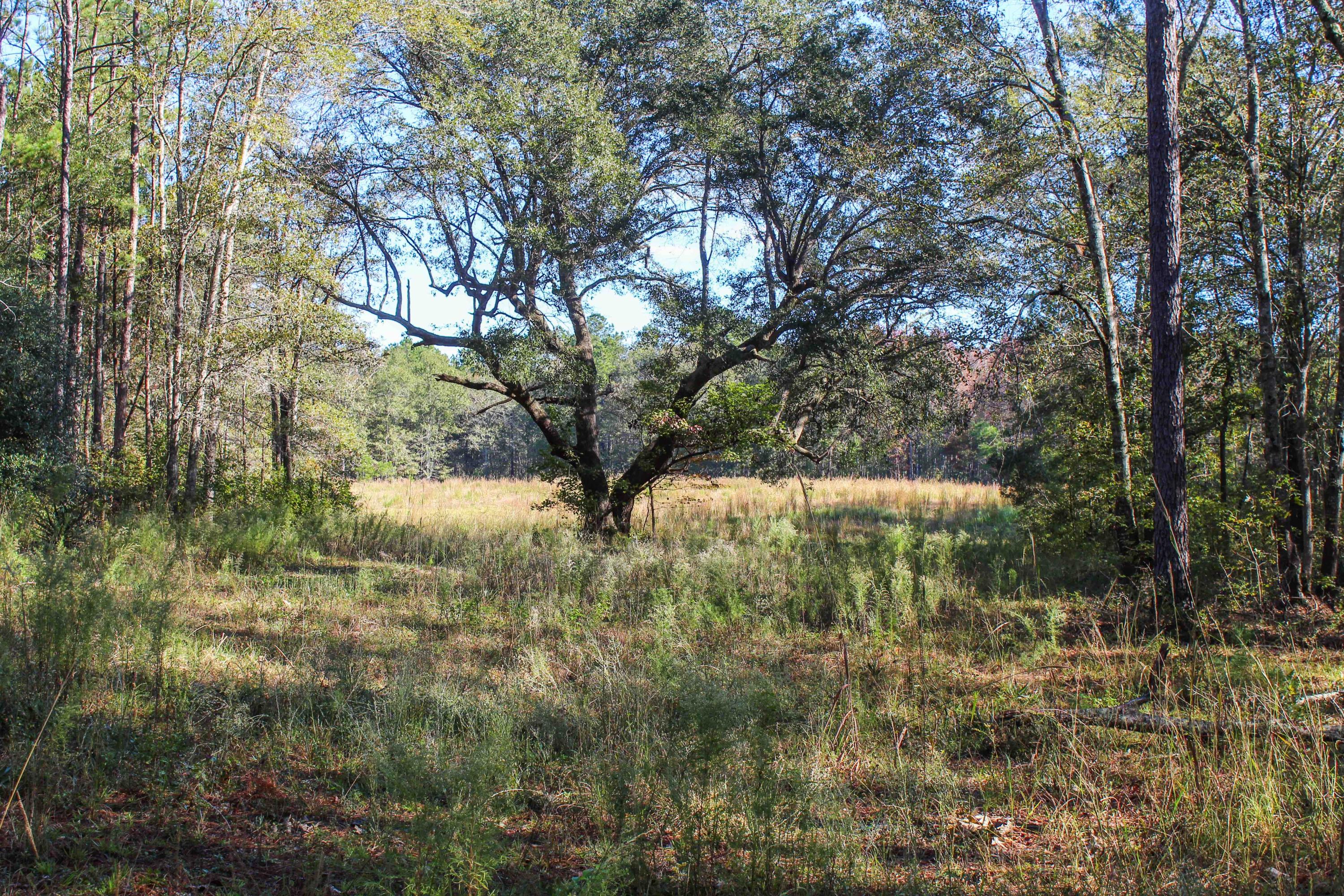 1268 Charity Church Road Huger, SC 29450 - Photo 8 of 17 dove field