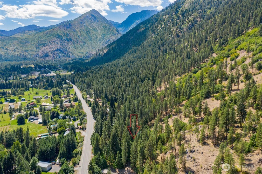 a view of a yard with plants and large trees