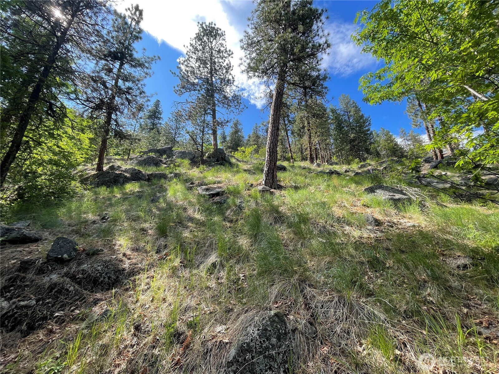 0 Icicle Road Leavenworth, WA 98826 - Photo 3 of 12 a view of a yard with trees