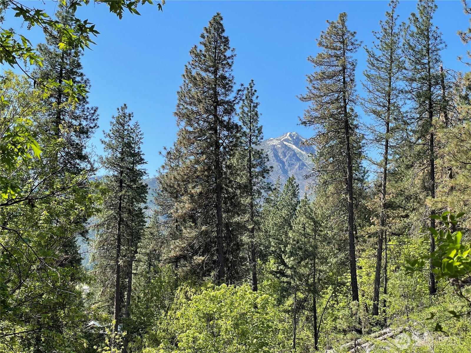 0 Icicle Road Leavenworth, WA 98826 - Photo 9 of 12 a view of a forest with trees