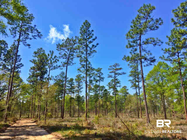 0 South Grand Bay Wilmer Road Wilmer, AL 36587 - Photo 10 of 18