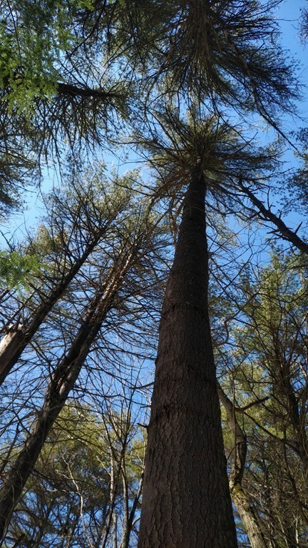 Lot 31 Templeton Road Phillipston, MA 01331 - Photo 1 of 4 a close up of a tree in a yard