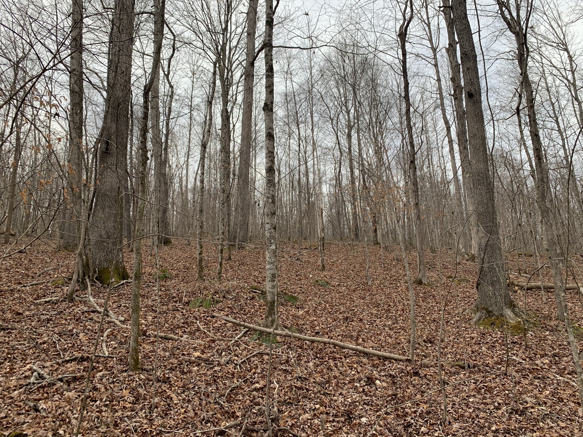 0 West Mackey Road Iron City, TN 38463 - Photo 11 of 19