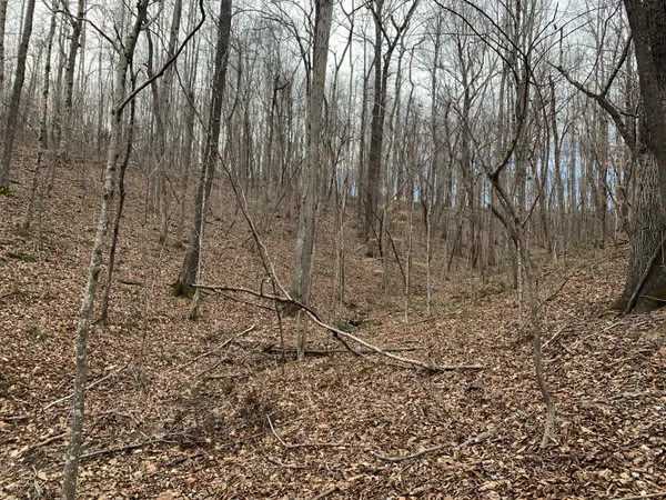 a view of a yard with trees in the background