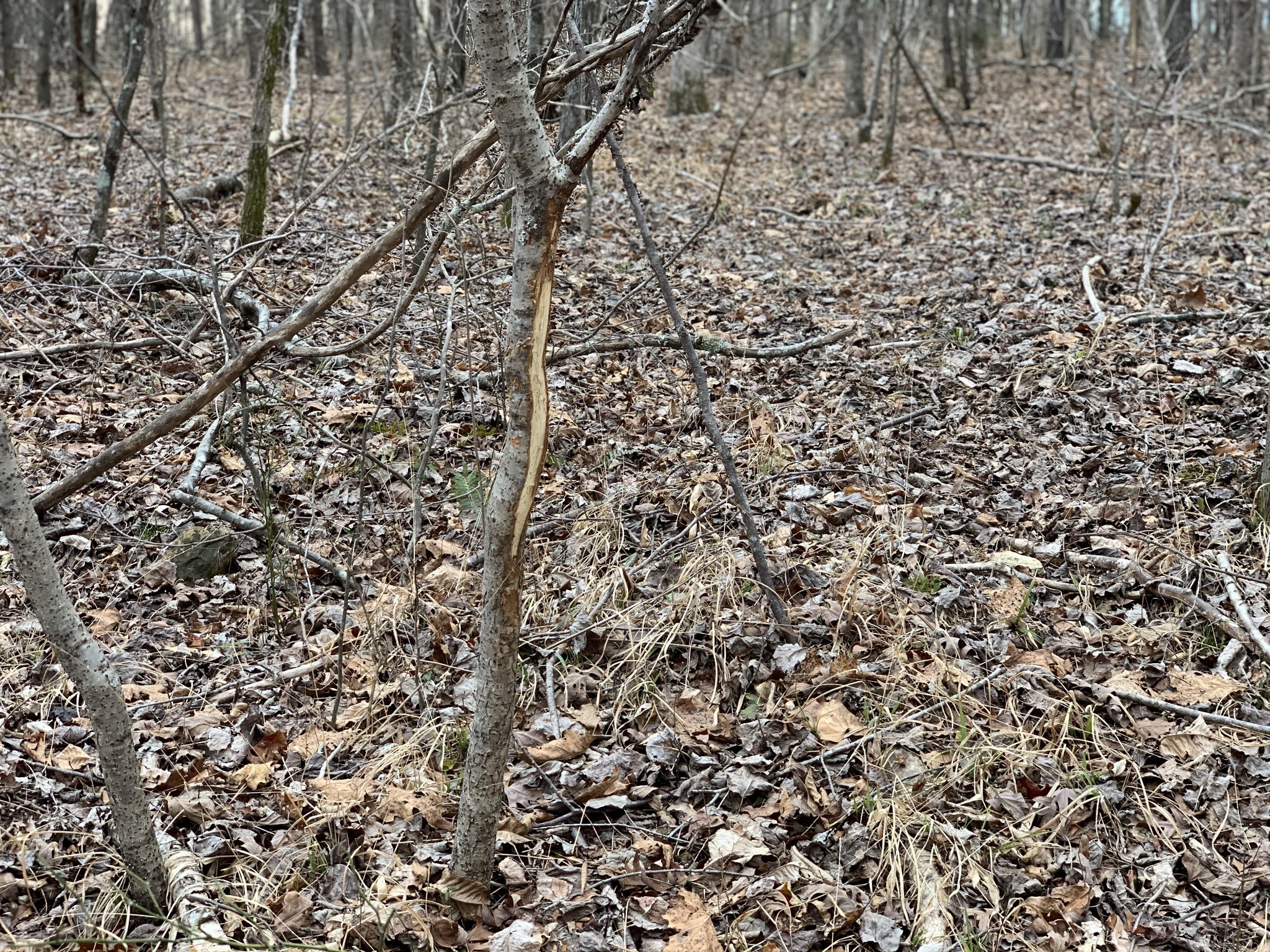 0 West Mackey Road Iron City, TN 38463 - Photo 14 of 19