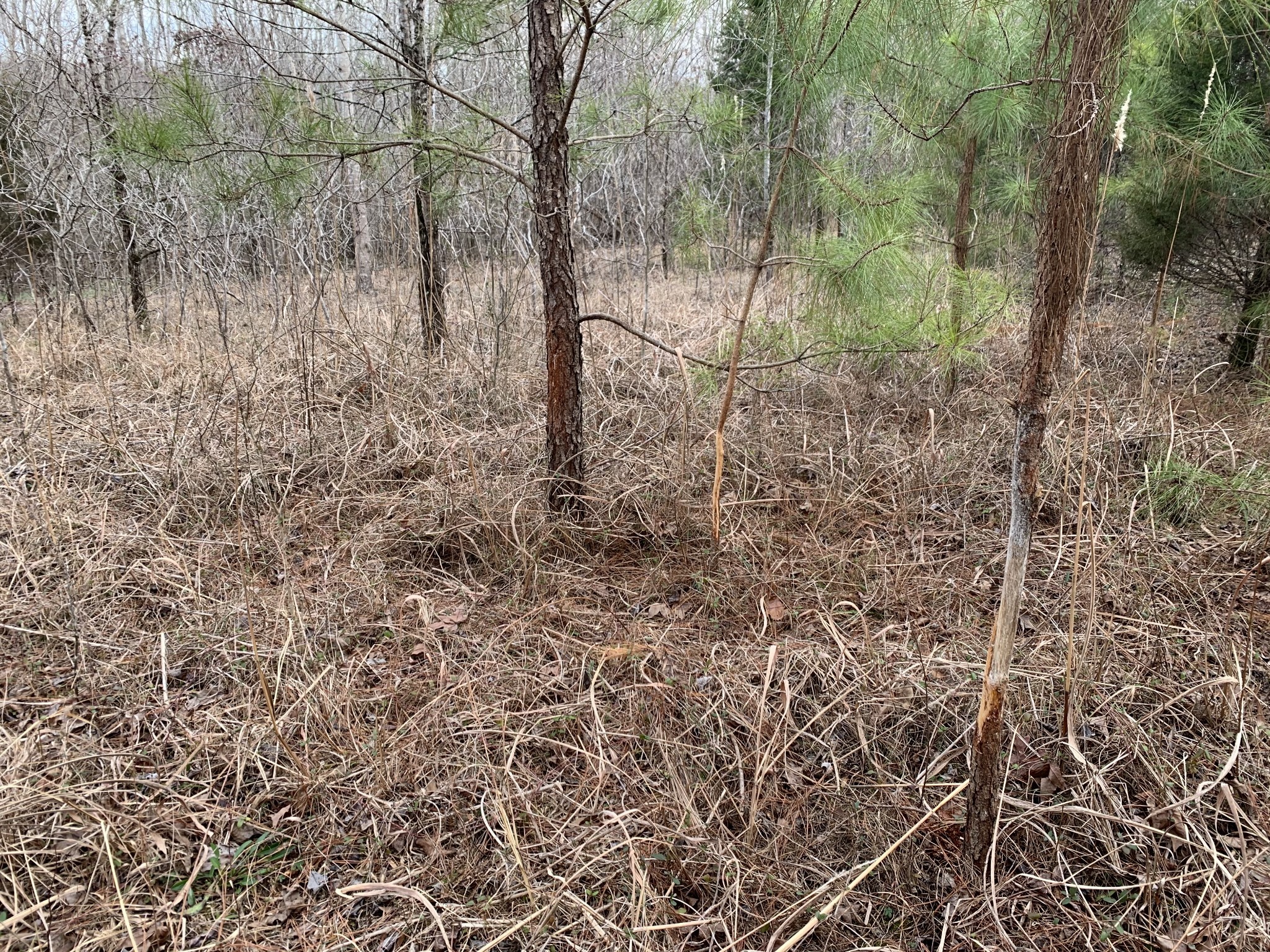 0 West Mackey Road Iron City, TN 38463 - Photo 15 of 19