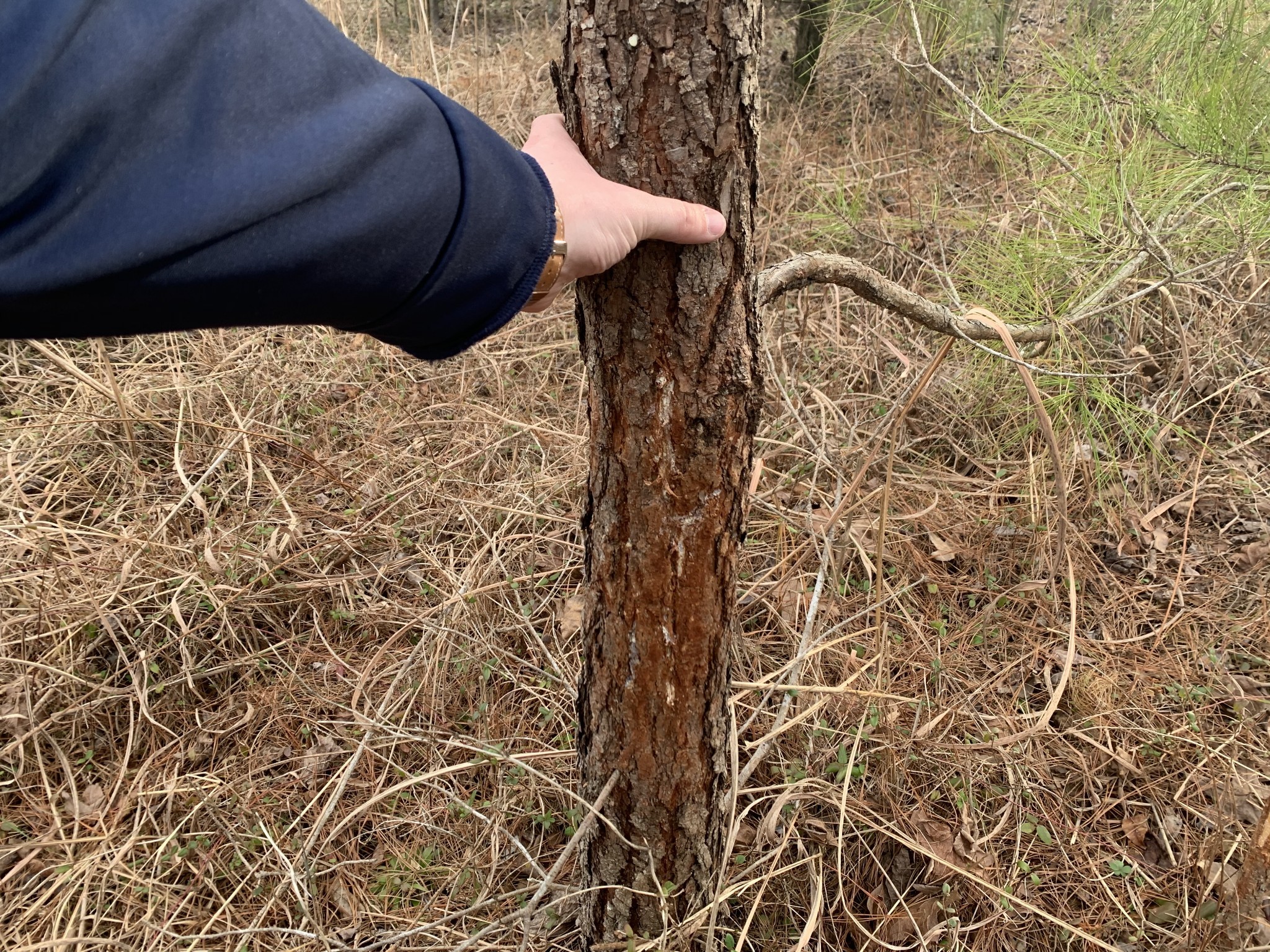 0 West Mackey Road Iron City, TN 38463 - Photo 16 of 19