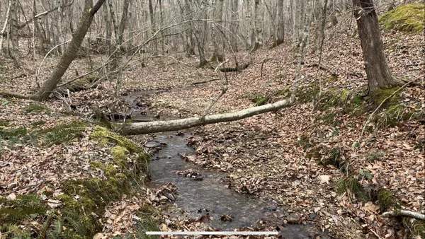 a view of a forest with a tree