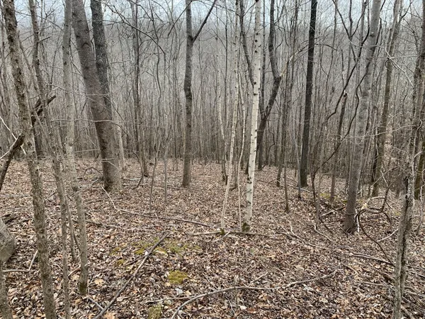 a view of a yard with trees