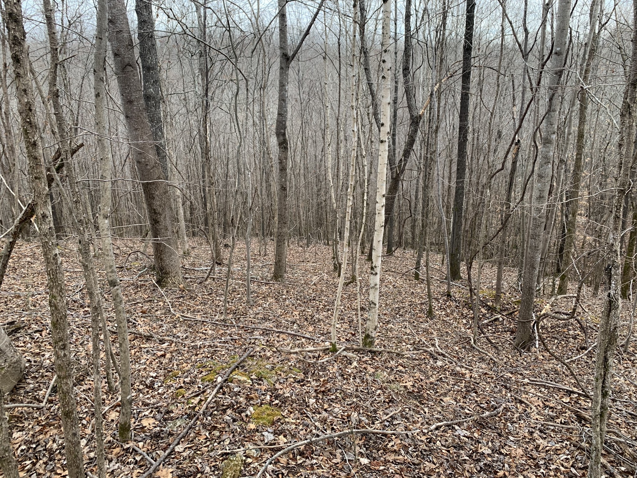 0 West Mackey Road Iron City, TN 38463 - Photo 3 of 19