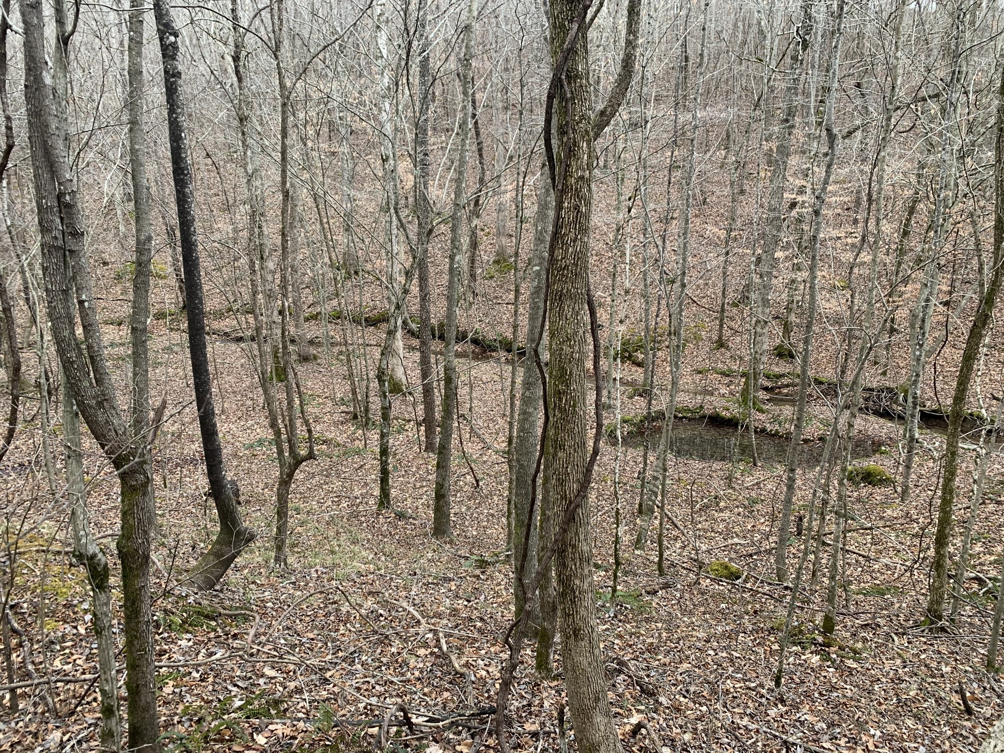 0 West Mackey Road Iron City, TN 38463 - Photo 5 of 19