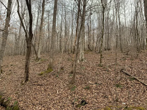 a view of a yard with trees in the background