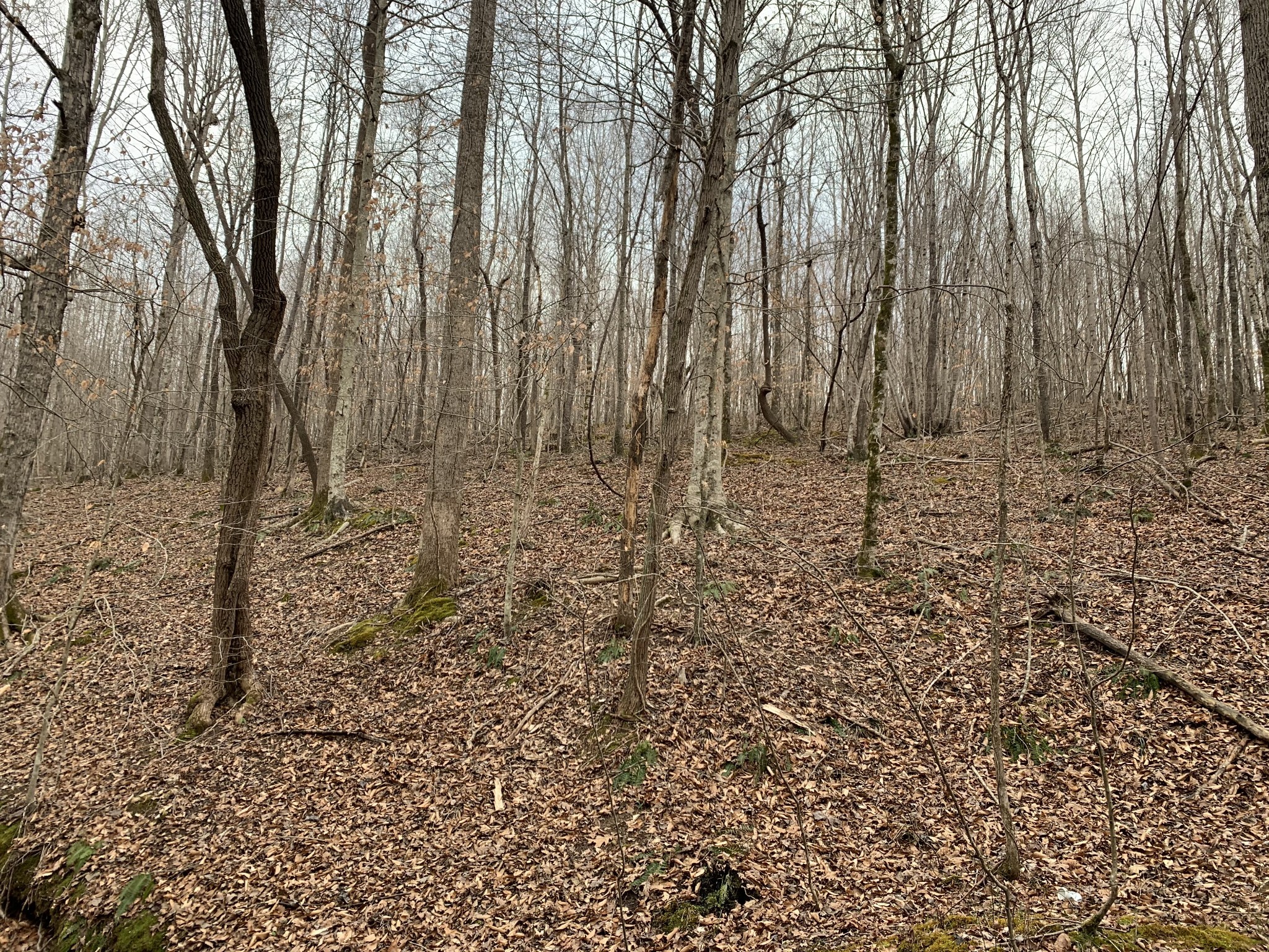 0 West Mackey Road Iron City, TN 38463 - Photo 6 of 19