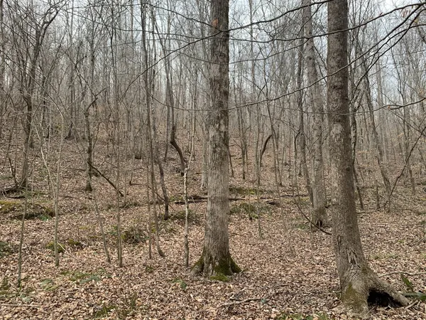 a view of a yard with large trees