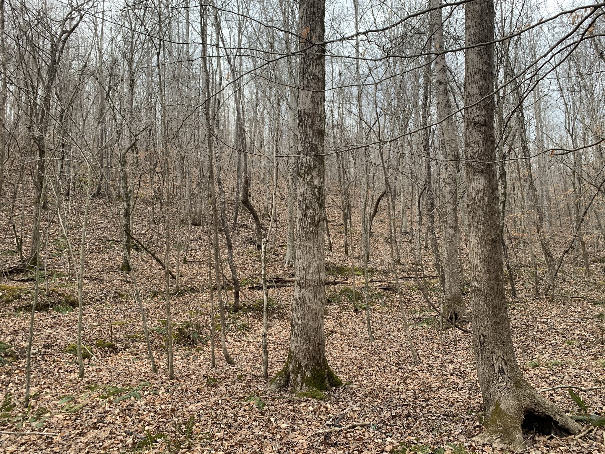 0 West Mackey Road Iron City, TN 38463 - Photo 8 of 19