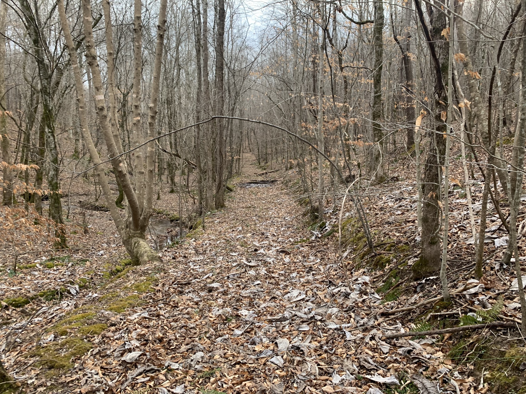 0 West Mackey Road Iron City, TN 38463 - Photo 9 of 19