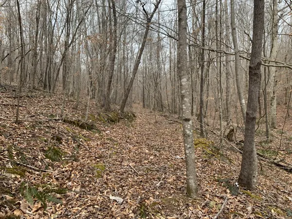 a view of a yard with large trees