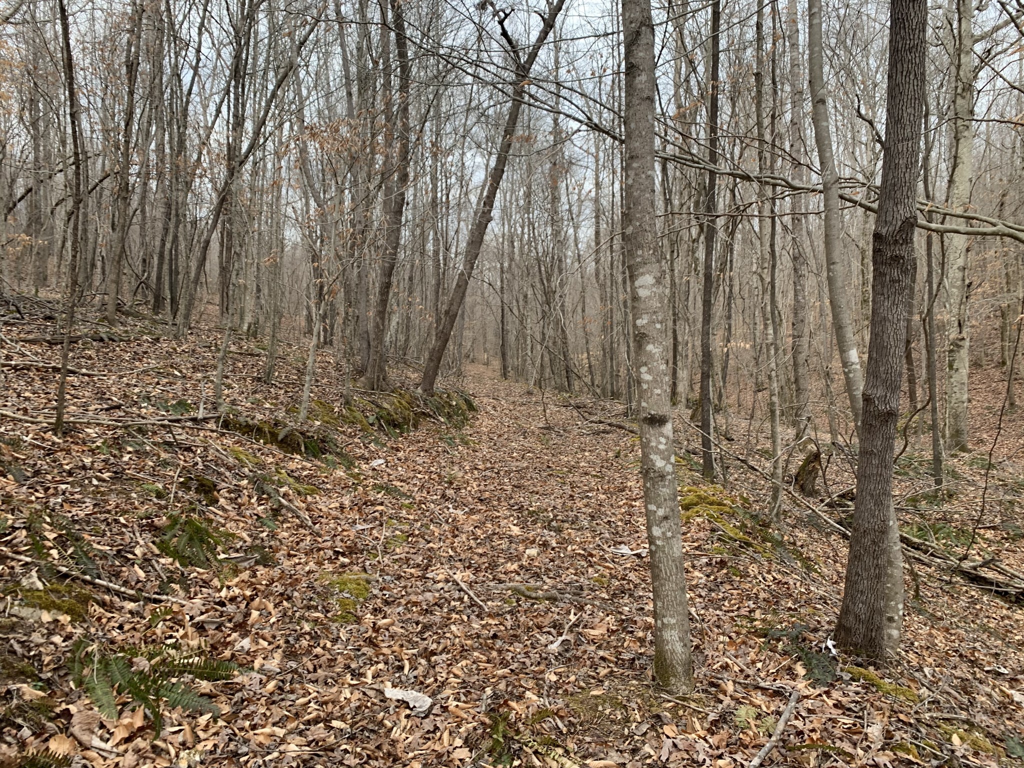 0 West Mackey Road Iron City, TN 38463 - Photo 10 of 19