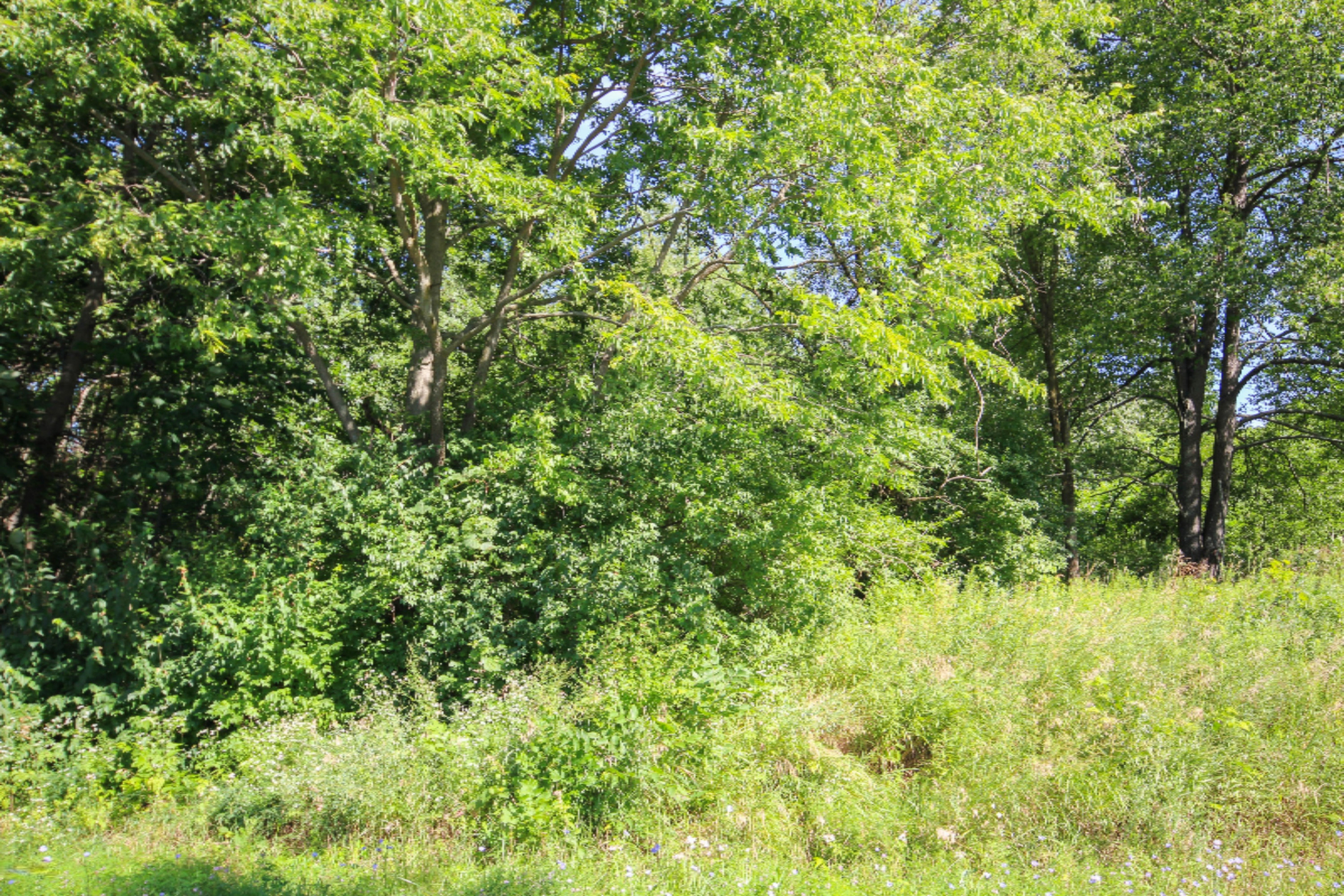 Three Rivers Mi 49093 Road Three Rivers, MI 49093 - Photo 6 of 8 untitled (6 of 8)