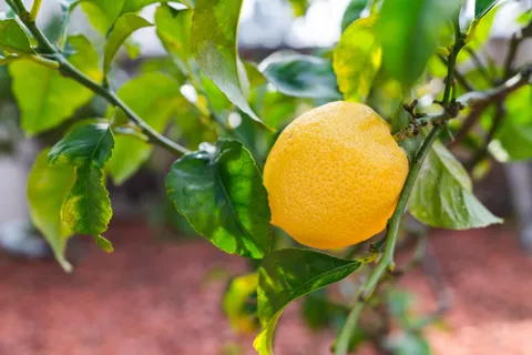 a view of a swimming pool with a backyard