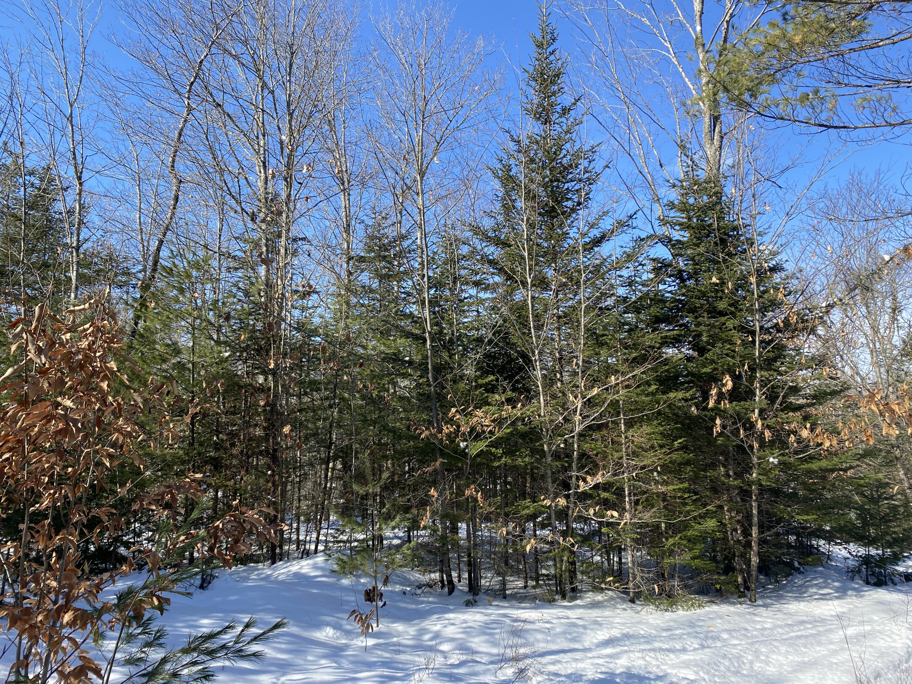 Lot 4 Red Barn Road Norridgewock, ME 04957 - Photo 10 of 12 IMG_3653