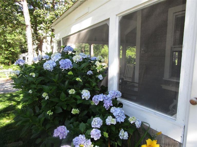 104 Cannon Hill Road Wellfleet, MA 02667 - Photo 6 of 30 a flower pot with a bunch of flowers