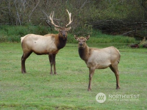 12180 Lewis River Road Ariel, WA 98603 - Photo 17 of 17 Gallery Image 17