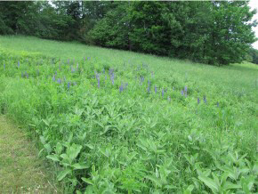 27 Sawnee Bean Road Strafford, VT 05075 - Photo 18 of 26