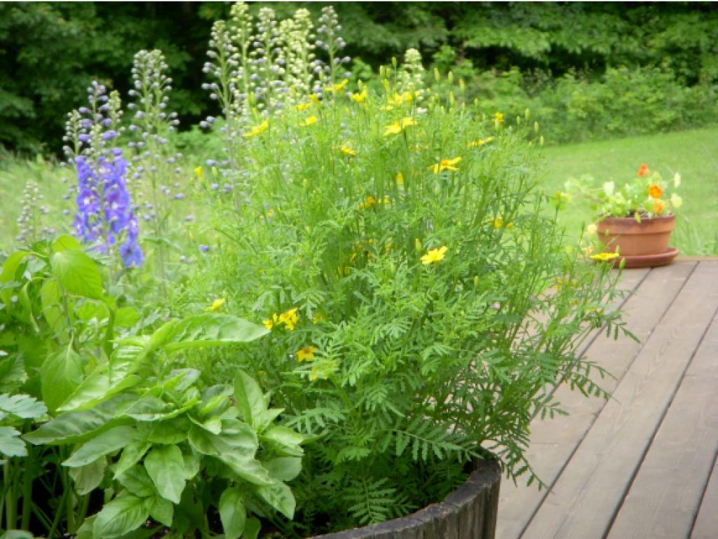 27 Sawnee Bean Road Strafford, VT 05075 - Photo 3 of 26