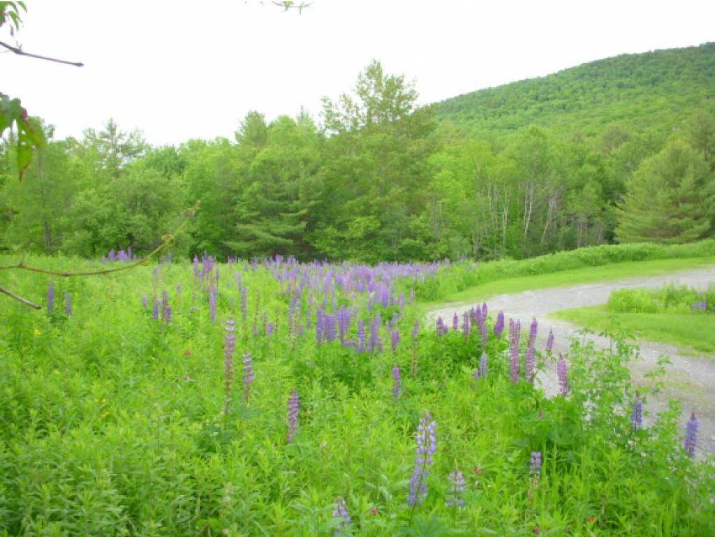 27 Sawnee Bean Road Strafford, VT 05075 - Photo 5 of 26