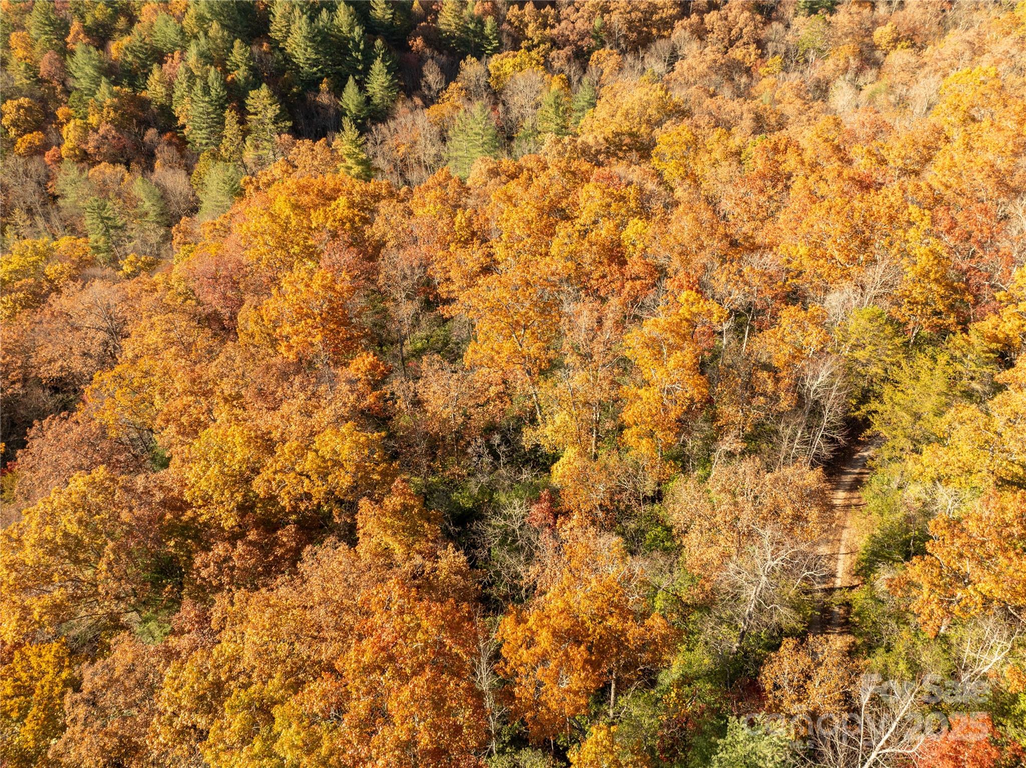 4444 Conley Rdg Trail Franklin, NC 28734 - Photo 9 of 16 a view of a yard