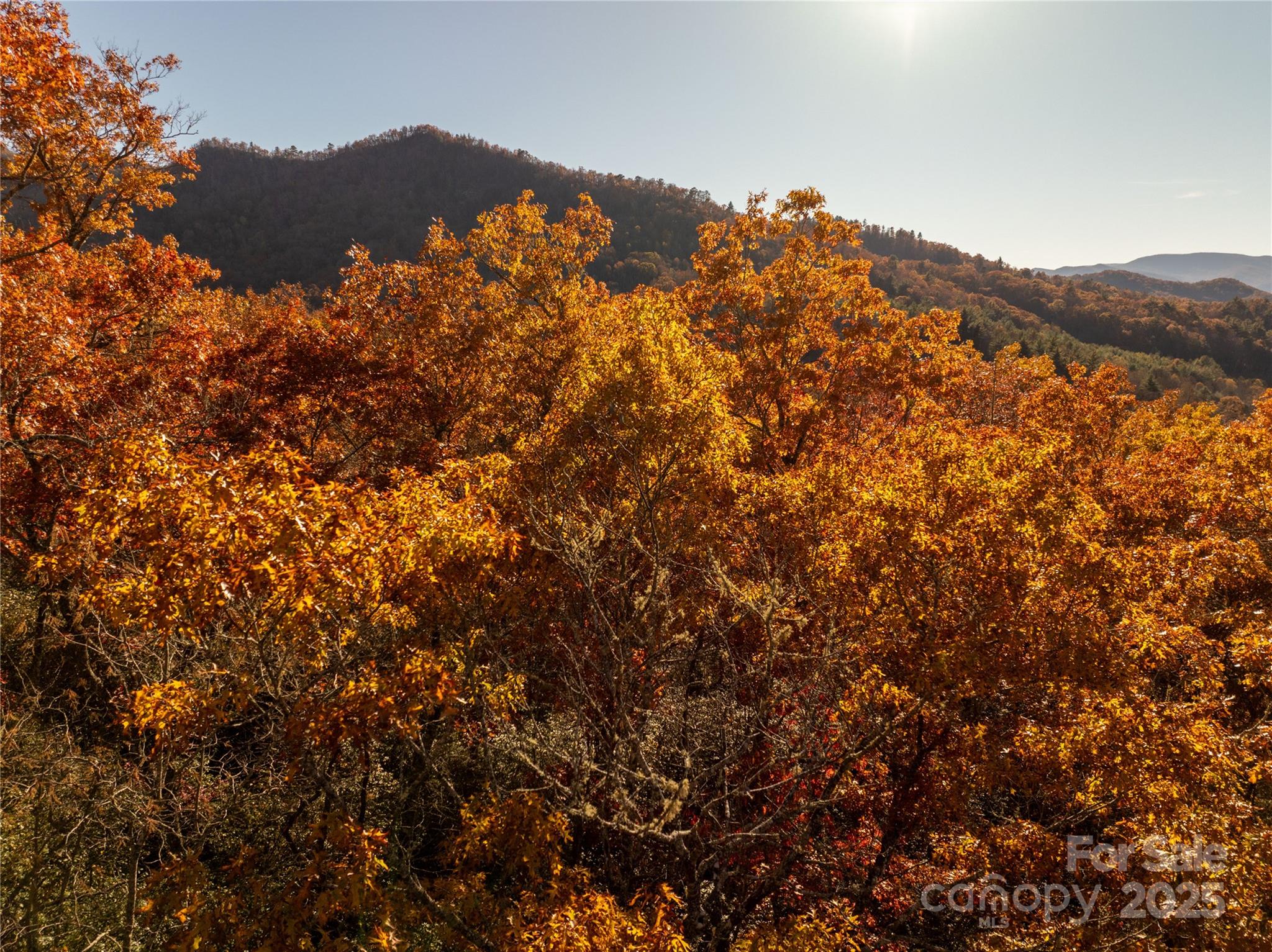 4444 Conley Rdg Trail Franklin, NC 28734 - Photo 10 of 16 a view of a large tree