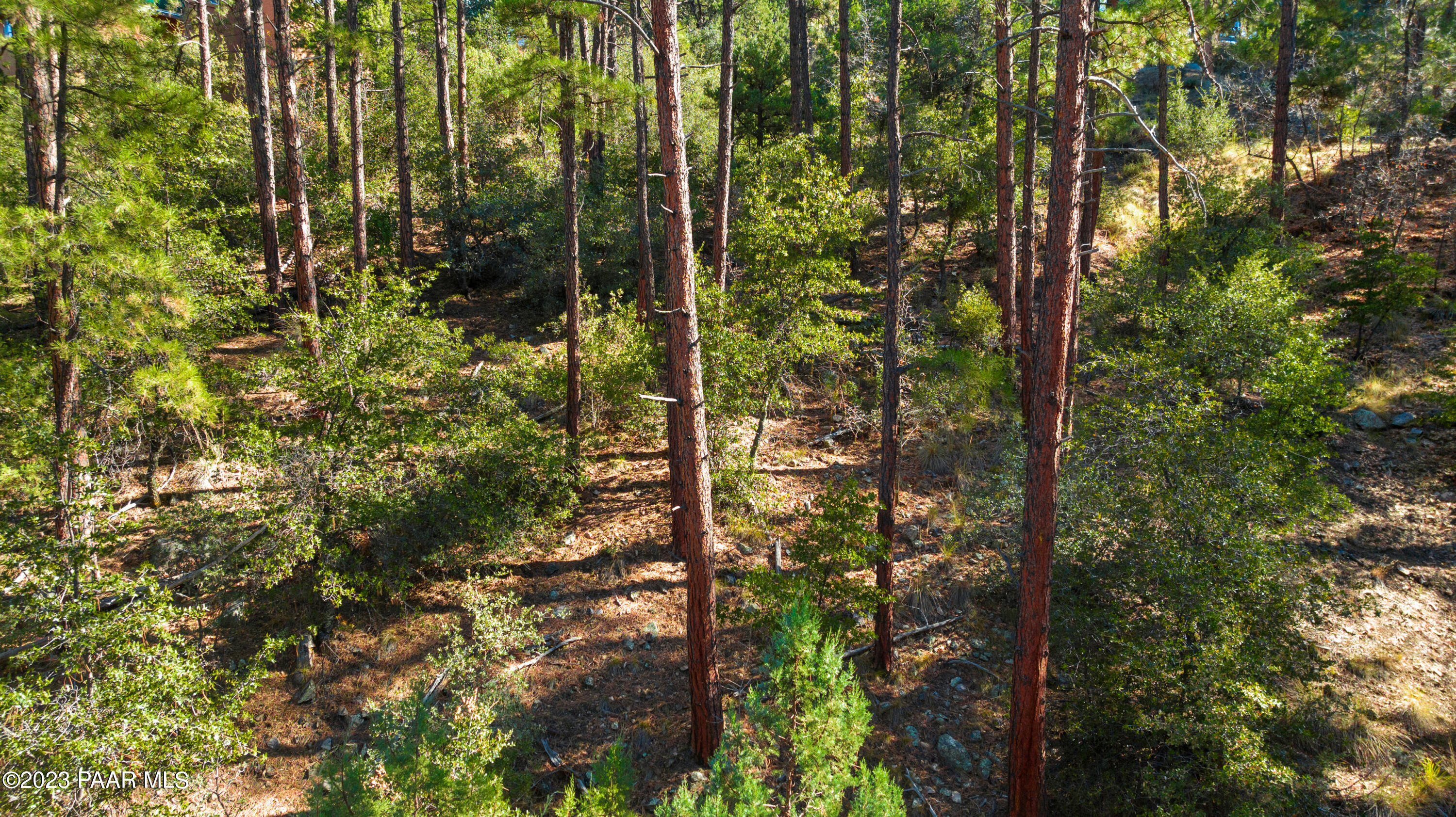 1384 East Valley View Road Prescott, AZ 86303 - Photo 10 of 10 a view of a forest