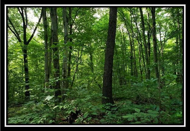 0 Pedigo Ridge Road, Unit TRACT 5) Nelsonville, OH 45764 - Photo 9 of 56 image008